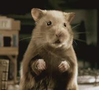 MVN Hamster MVN Hamster