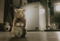 MVN Hamster MVN Hamster